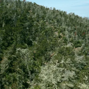 Christy pines, from top of Centinela Grade, Santa Cruz Island