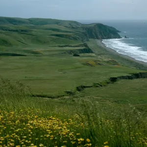 Layia, Christy Beach view, Santa Cruz Island