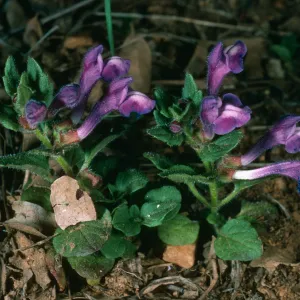 Scutellaria tuberosa, Santa Cruz Island