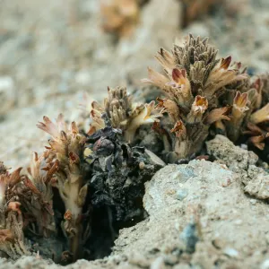 Orobanche parishii brachyloba, talus at base of bluffs, Christy Beach, Santa Cruz Island