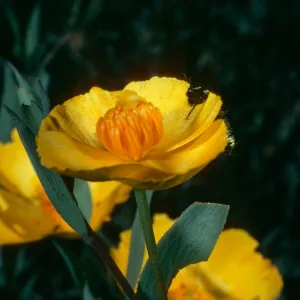 Dendromecon rigida, Beetle, Cuesta