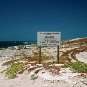 Gull Colony, West end, San Nicolas Island