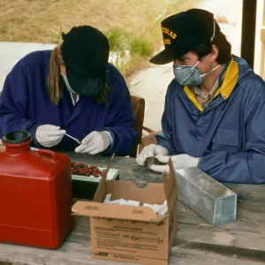 Grace Smith & Charles Drost collecting blood samples from mice (Hantavirus), San Nicolas Island