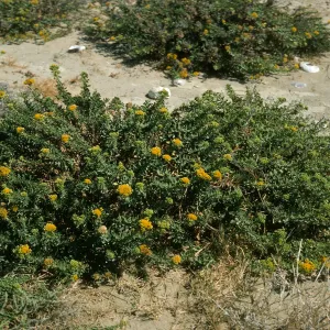 Haplopappus venetus, Daytona Beach, San Nicolas Island