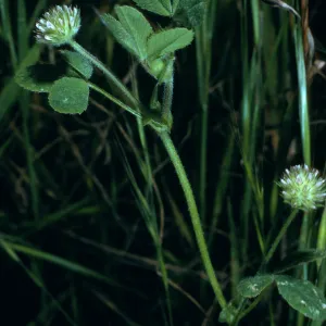 Trifolium microcephalum, SN-798, San Nicolas Island