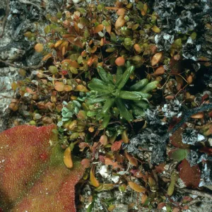 Hutchinsia procumbens, Vizcaino Point, San Nicolas Island