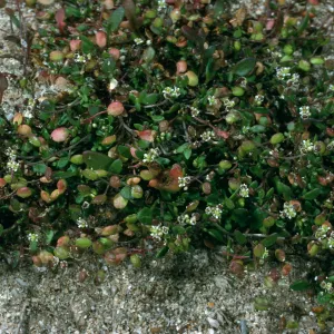 Hutchinsia procumbens, East end of Tandon Beach, San Nicolas Island