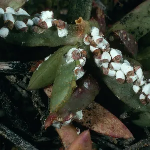 Scale insects, Carpobrotus edulis, road to Red Eye Beach, San Nicolas Island