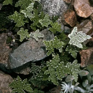 Notholaena, Canon de la Mina, Cedros Island
