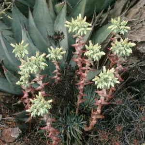 Dudleya (liveforevers), Cedros Island