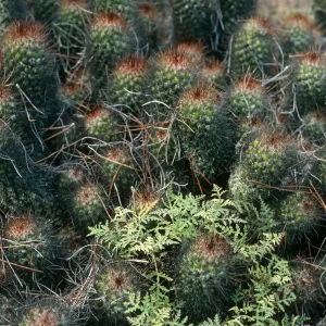Cochemia ambrosia, upper Canada de la Mina, Cedros Island