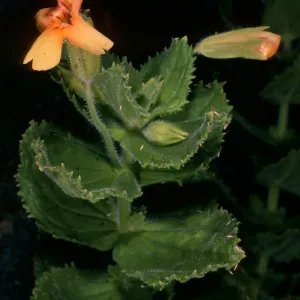 Mimulus cardinalis, yellowish flowers, Gran Canyon, Cedros Island