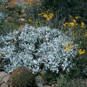 Cedros Island, Viguiera lanata, Canada de la MIna
