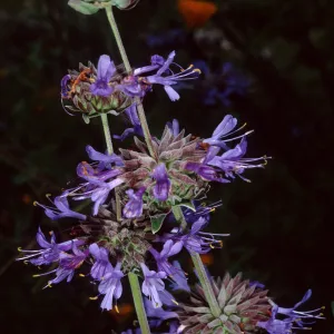 Salvia (sage)