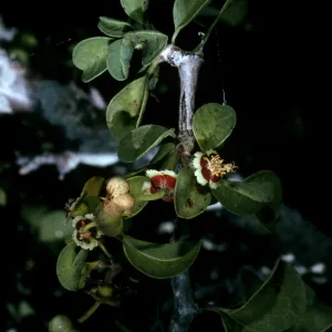 Natividad Island, Euphorbia misera, canyon on East side