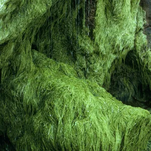 San Miguel Island, algae at freshwater seep, Charcoal Cove, West end of Simonton Beach