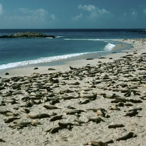San Miguel Island, Elephant Seals, Point Bennett