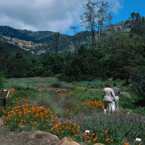 SBBG Meadow