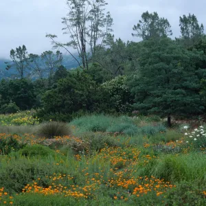 SBBG Meadow