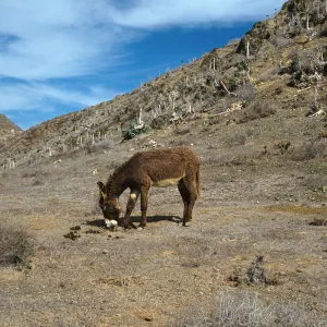 West San Benito Island, burro