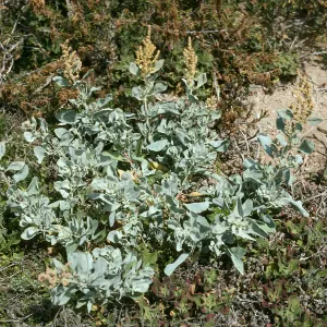 West San Benito Island, Atriplex barclayana, North flats