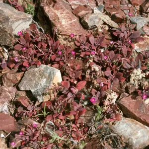 West San Benito Island, Calandrinia maritima, Northwest side