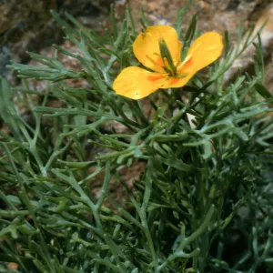 West San Benito Island, Eschscholzia ramosa, canyon on north side