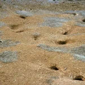 West San Benito Island, bird burros
