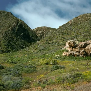 West San Benito Island, coastal hill, Northwest side