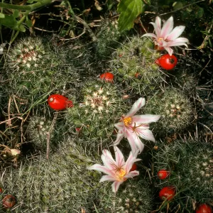 San Martin Island, Mammillaria