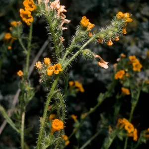 San Martin Island, Amsinckia inepta