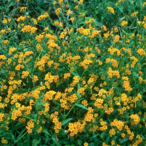 San Martin Island, Amsinckia inepta, trail to crater
