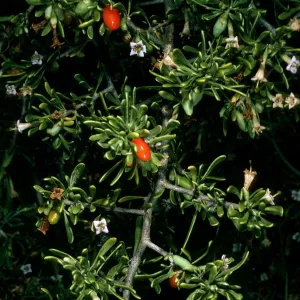 San Martin Island, Lycium