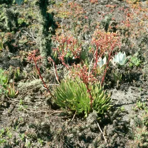 San Martin Island, Dudleya cultrata