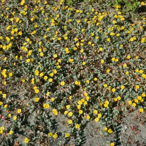 San Martin Island, Camissonia cheiranthifolia, beach & dunes at Fish Camp