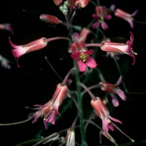 Arabis sparsiflora, 19 Oaks Trail