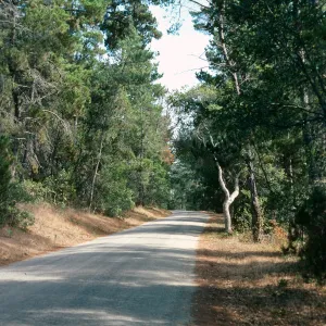Pinus radiata, Bridge Road, Cambria