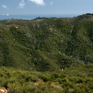 Lions Den, burned Cupressus sargentii, looking South across Villa Creek
