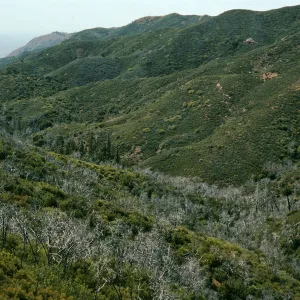 Lions Den, burned Cupressus sargentii, North facing slopes, above Villa Creek