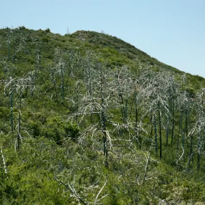 Lions Den, burned Cupressus sargentii