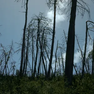  burned Cupressus sargentii, Lions Den,