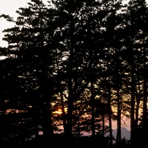 sunset thru Cupressus sargentii, Cuesta ridge