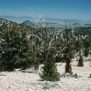 White Mountains, Patriarch Grove