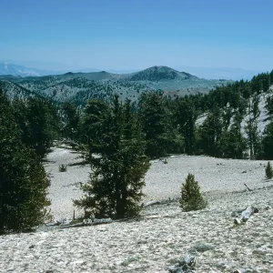 White Mountains, Patriarch Grove