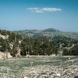 White Mountains, Patriarch Grove