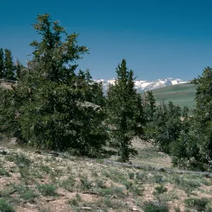 White Mountains, Pinus longaeva, Schulman Grove
