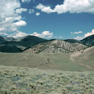White Mountains, North of Schulman Grove, Bristlecones, Lupinus (Lupine),