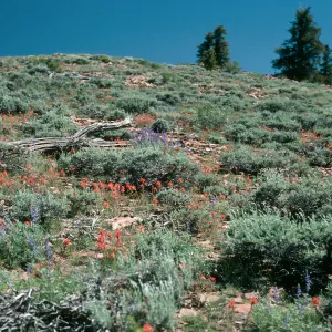 White Mountains, sagebrush, Schulman Grove