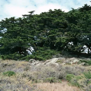 Cupressus macrocarpa, Point Lobos