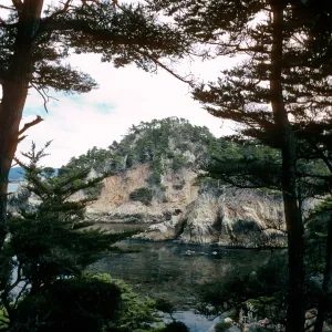 Cupressus macrocarpa, Point Lobos